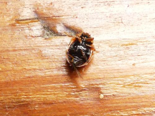 Réf. 269 473 : Oenopia conglobata